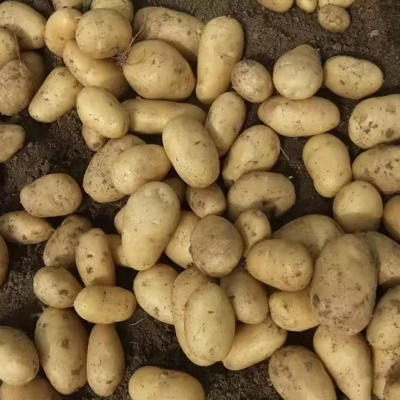 Высокое качество свежий картофель из Китая оптовая цена