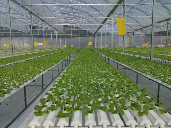 film greenhouse for vegetables planting with irrigation system