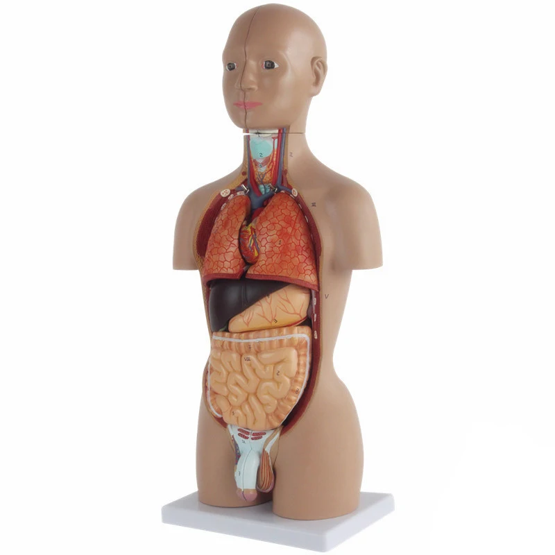 medical teaching 50CM high human torso model 16 internal organs can be removed