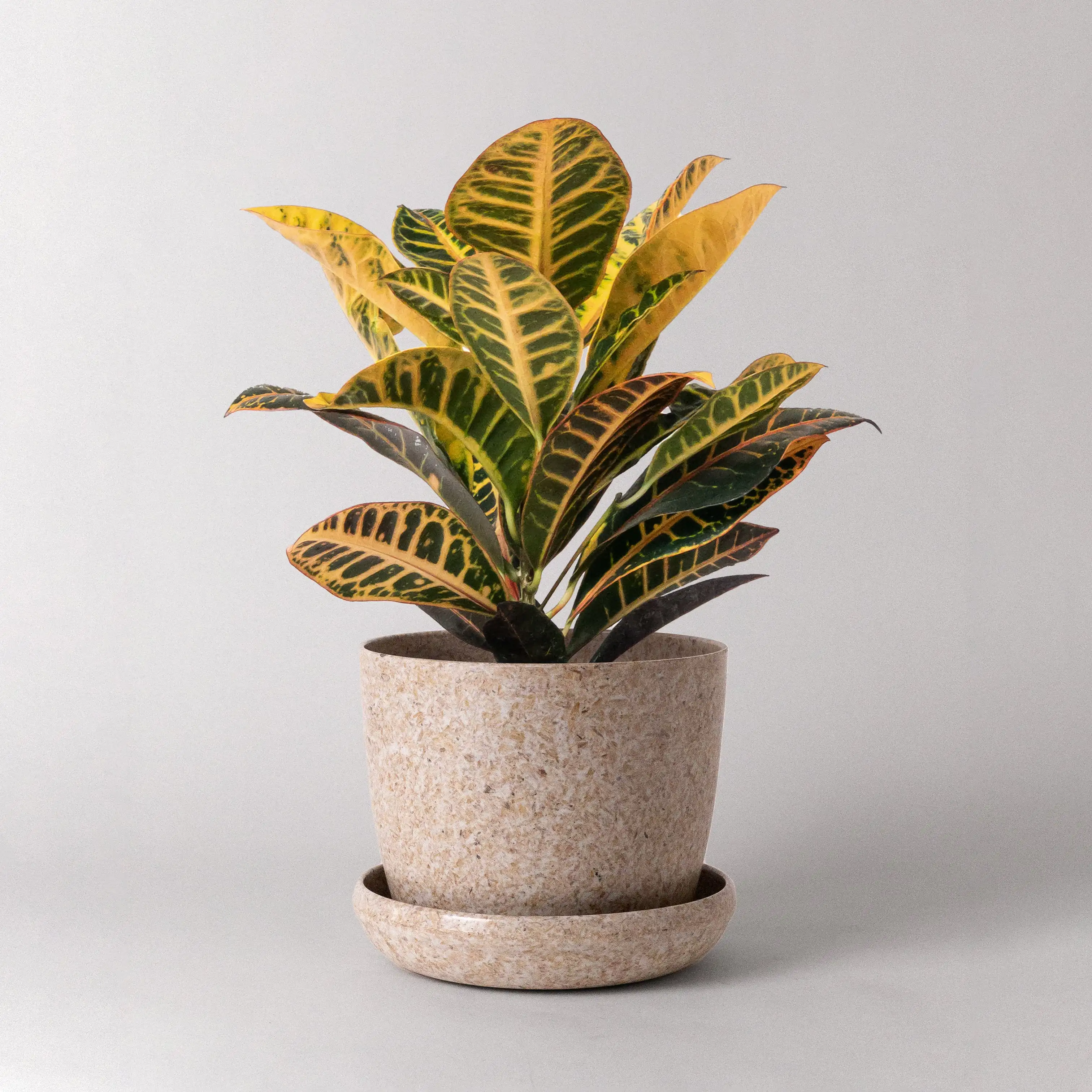 DIY Bamboo Wood Sign Tags Garden Markers T-Shape Plant Labels Nursery Pots Seeding Tools Gardening Bonsai Ornament Supply