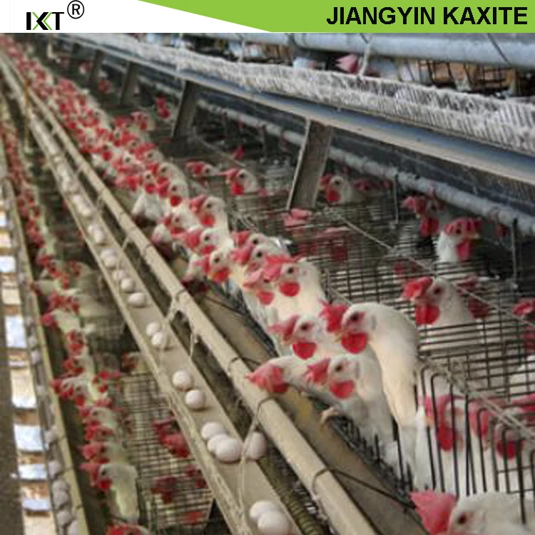 Poultry cage system PP manure conveyor manure belt chicken quail duck cages