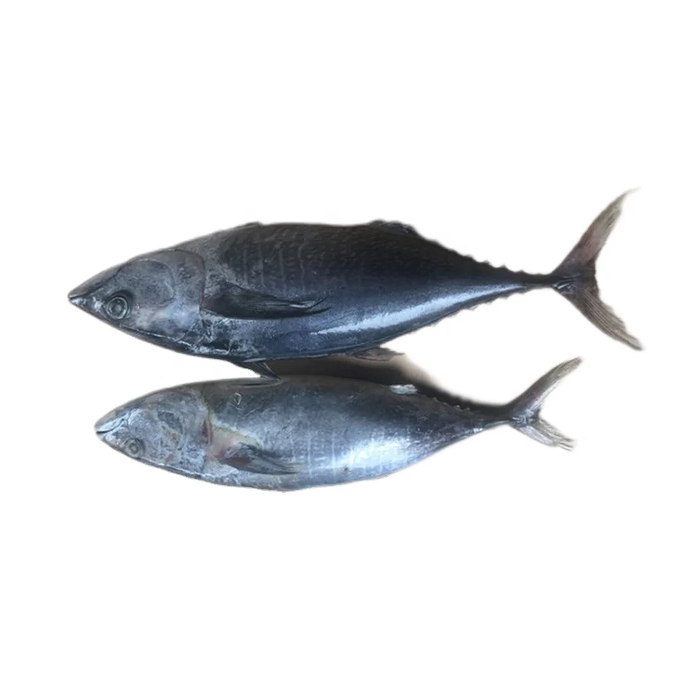 500g Big Fresh Tuna Frozen Fish Factory