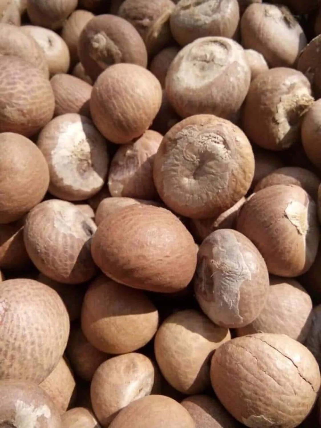 High Quality Viet Nam Whole Dried Betel Nuts / Areca Nuts for Wholesale
