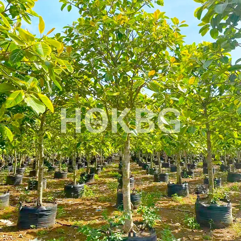 HOKBG Wholesale Eco Friendly Polypropylene Woven membrane fabric grow bags Garden Planter Bags garden pots & planters bags