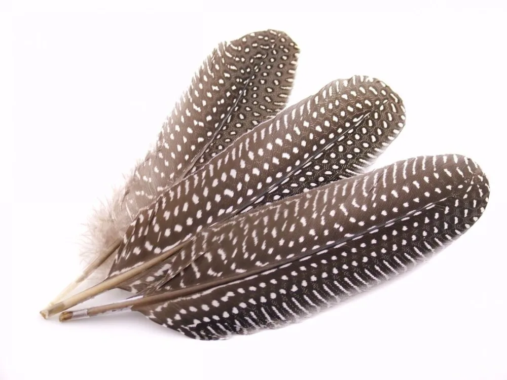 Cheap Dyed Guinea Fowl Feather Bird Feather for Decoration