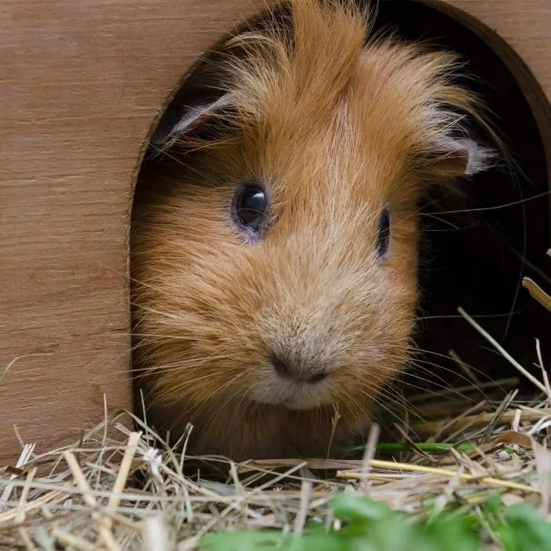 Outdoor Garden Hedgehog Shelter Home Wooden Hedgehog Hibernation House Pet Cage Manufacturer