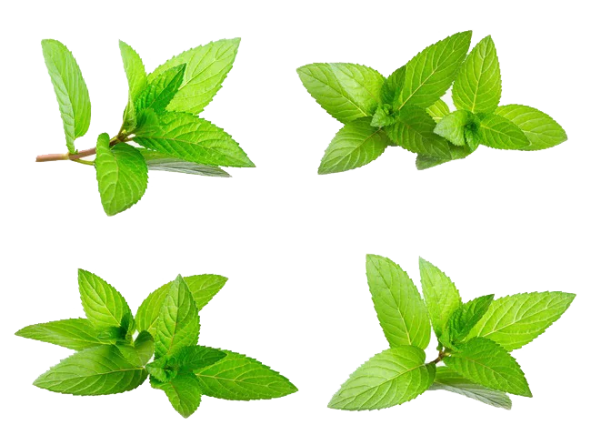 
100% Natural Peppermint Leaf Extract Powder 