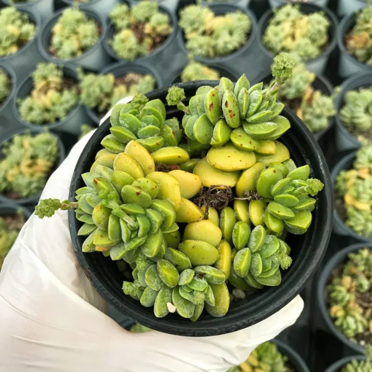 
2020 new style live succulents plants suppliers provide where to buy korean succulents 