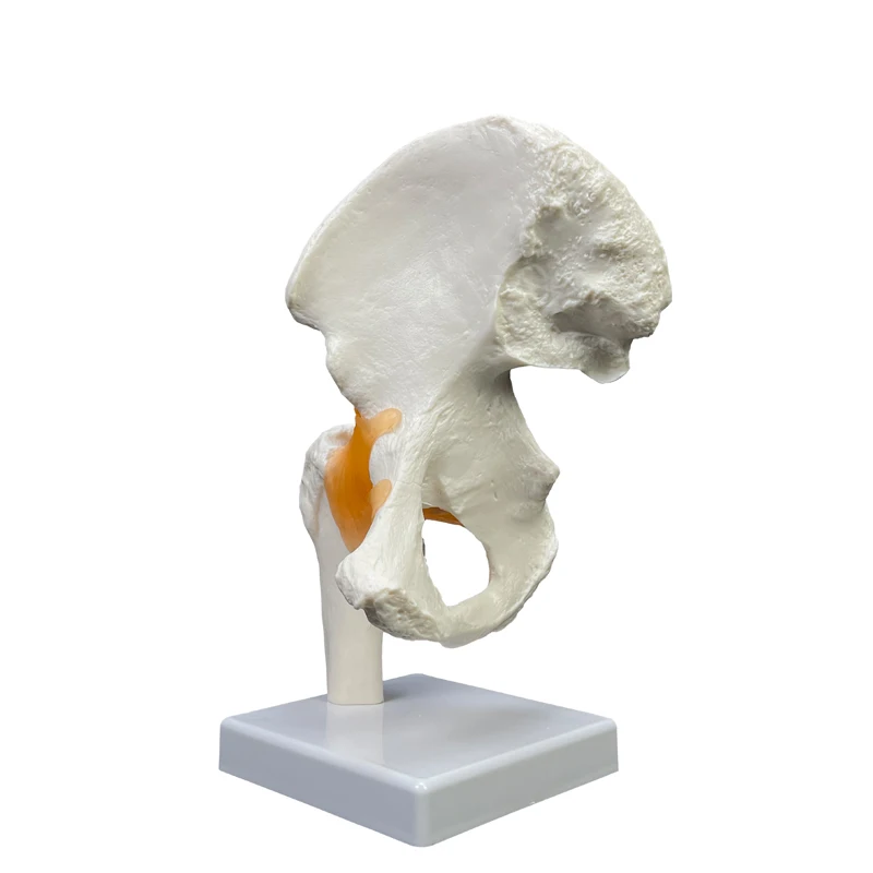 Production of high quality teaching anatomical models PVC material for medical demonstration Life size human hip joint models