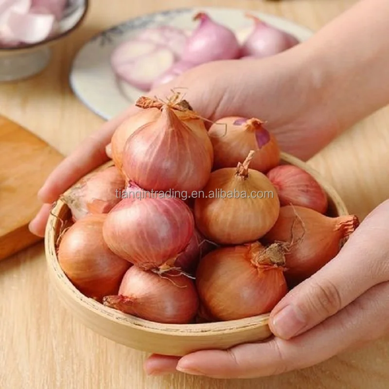 fresh shallot at wholesale price from Chinese factory