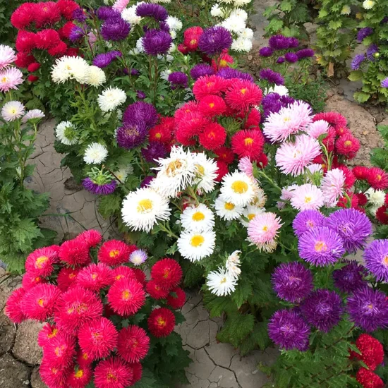 Cui ju Higher germination aster flower seeds for sale