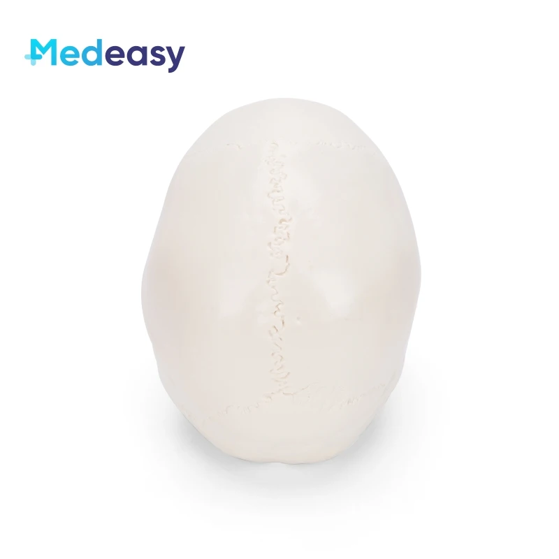 Белая пластиковая модель человеческого черепа