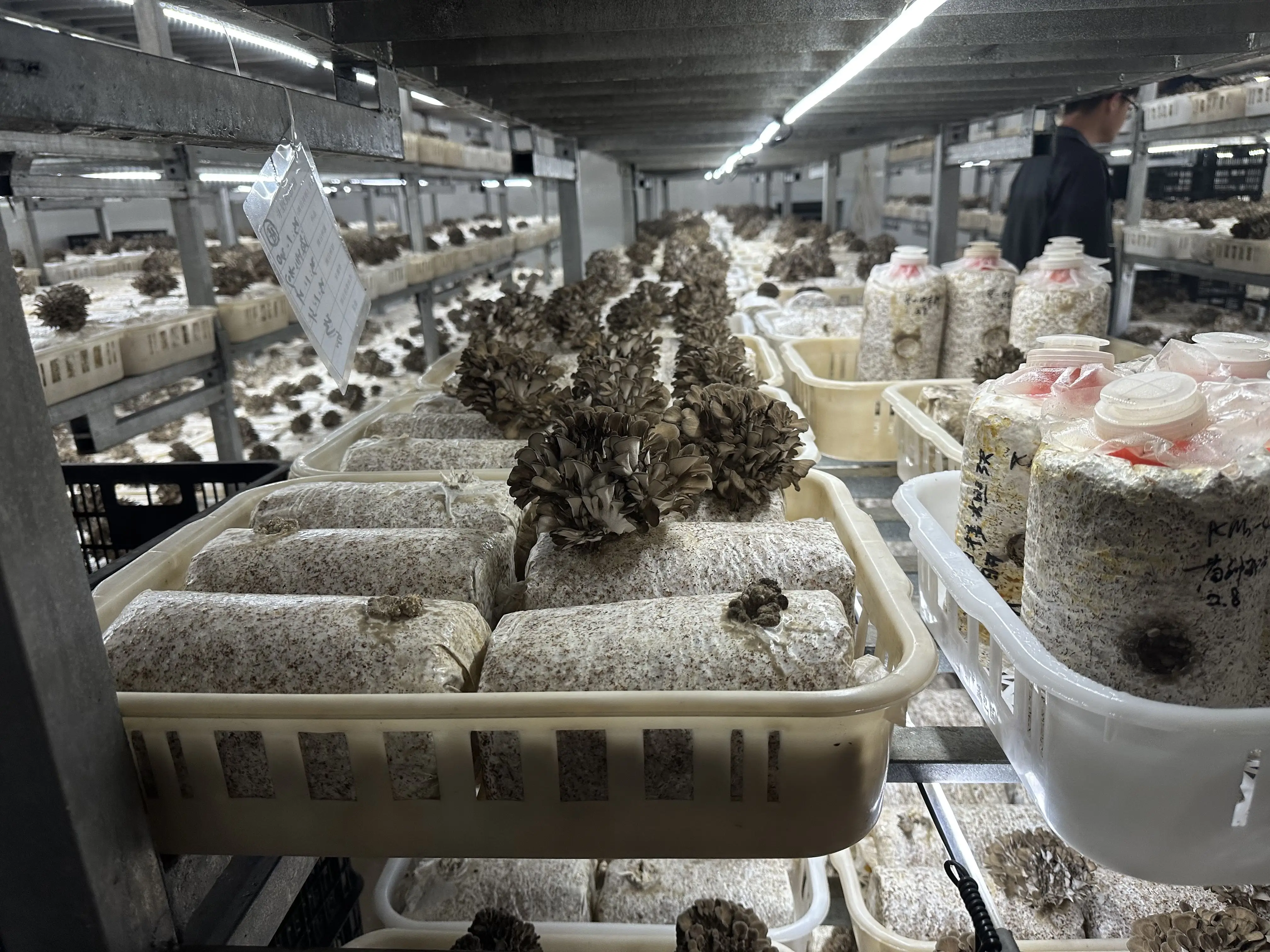 Китай свежий гриб Maitake для продаж