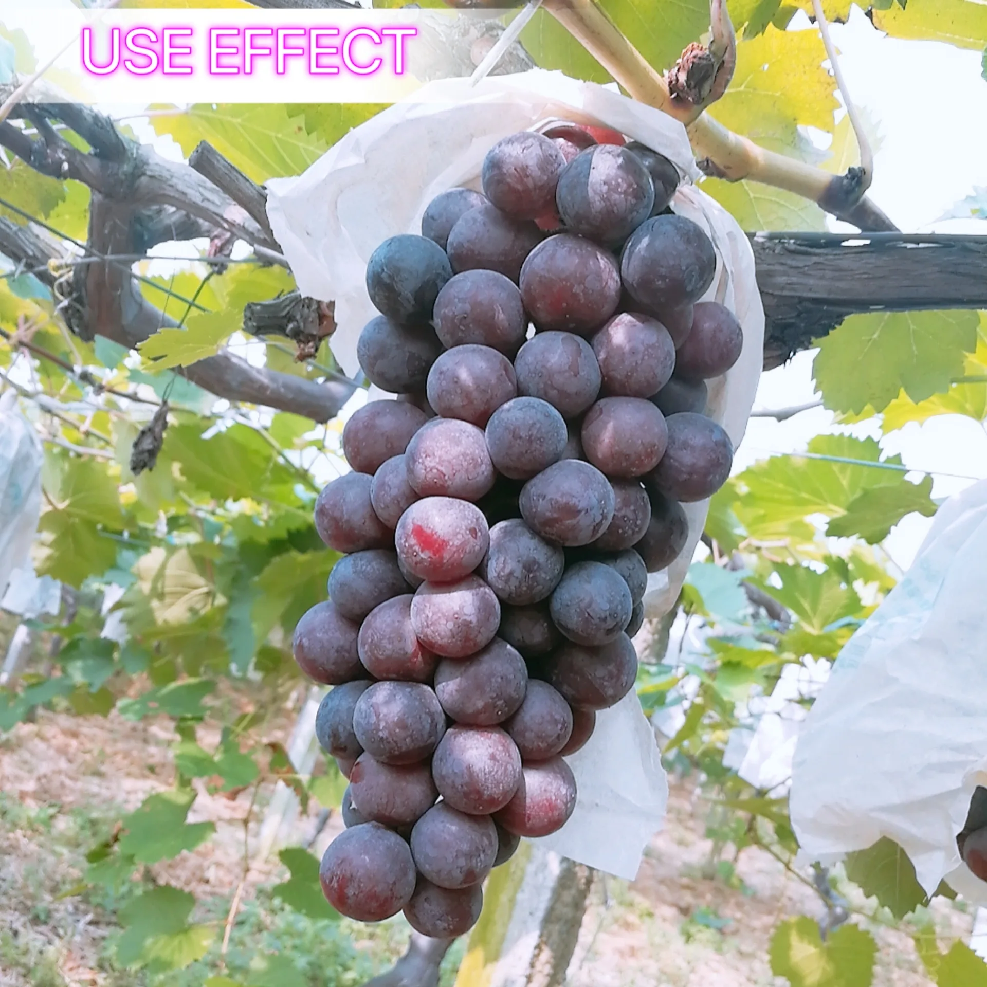 Green Joy white powder of functional phosphorus and potassium water-soluble fertilizer for agriculture