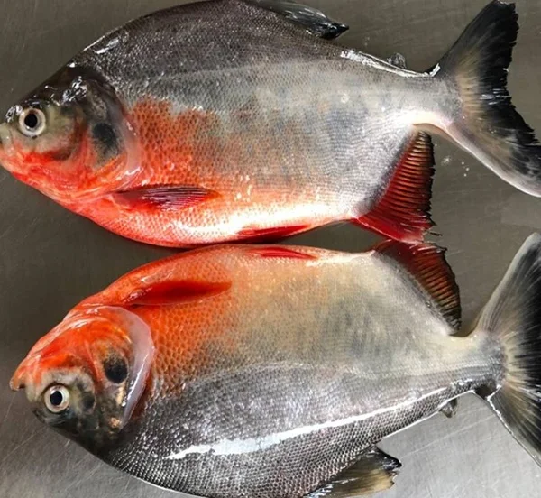 Best farming frozen red pomfret fish