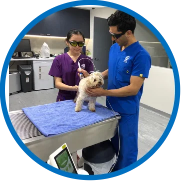 Dimed Hot sale 980nm 15w diode laser Veterinary Surgery and Physiotherapy dog cat horse