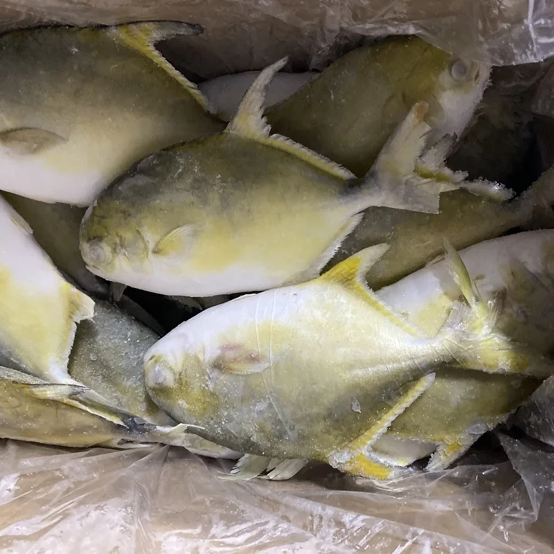 20% glazing iqf whole golden pomfret fish 300-400 g