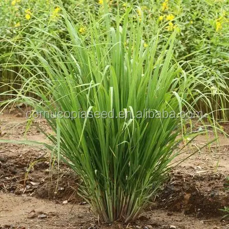 
High Germination Lemon Grass Seed 