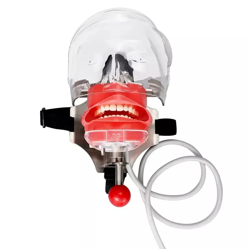 Simple Dental Training Model Dental Phantom Head Dummy Simulation Unit Transparent 1 Piece Silicon Clinic 7 Days After Payment
