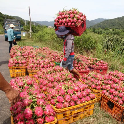 
Fresh Dragon Fruit VietNam High Quality 