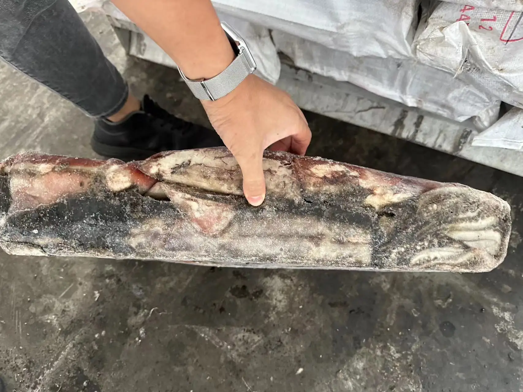 New Arrival Calamari Dosidicus Gigas 10-12 Piece Frozen Giant Squid