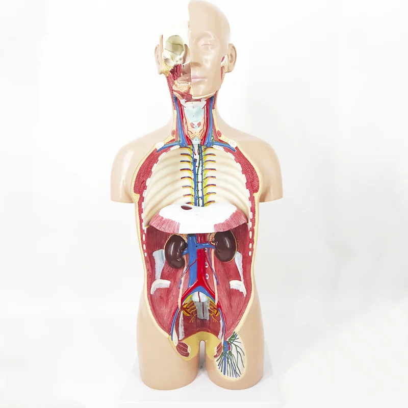 BMN/T011 85CM Dual Sex Human Torso Model 27 Parts mannequin torso anatomy