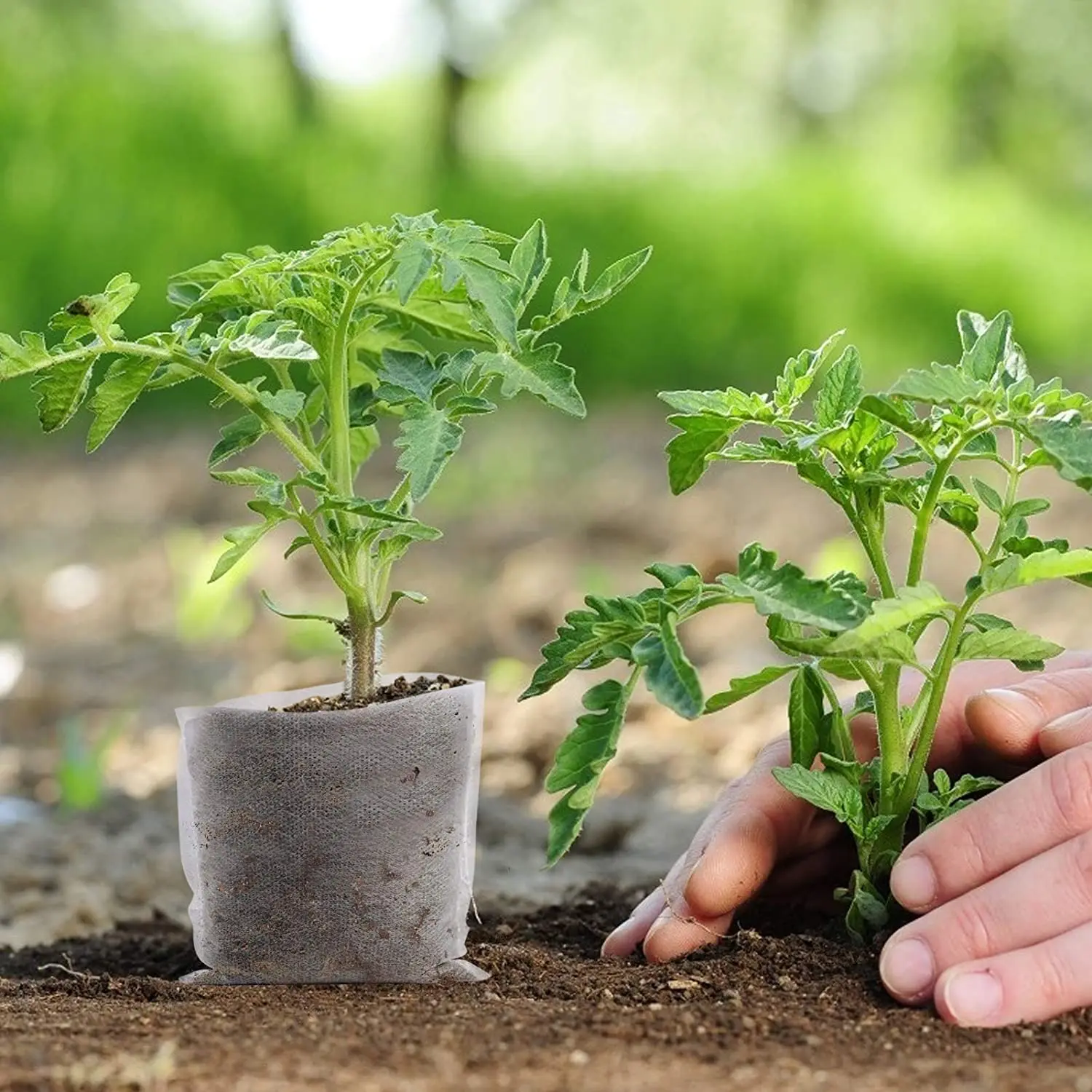 Non woven fabric biodegradable nursery grow bag non toxicity seedling growing pot