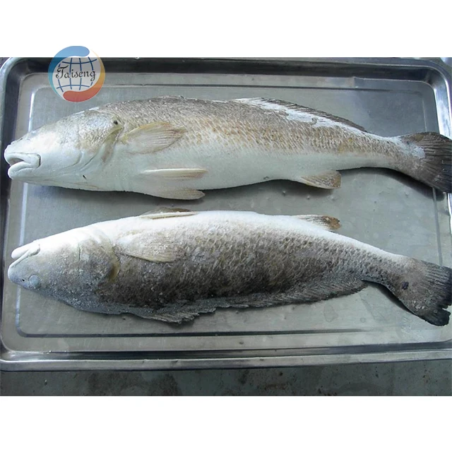 Red drum fillet skinless pin bone out CO treated 100% net weight 4/6oz 6/8oz  8/10oz