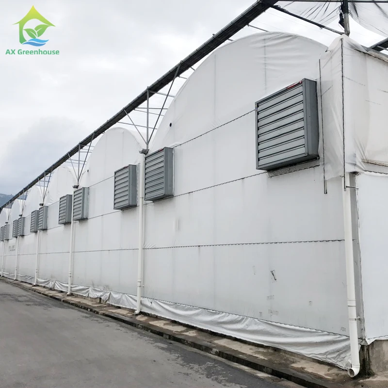 High Quality Plastic UV Resistant Film Agricultural Poly Tunnel Berry Tomato Multi-span Greenhouses For Fruit Vegetables