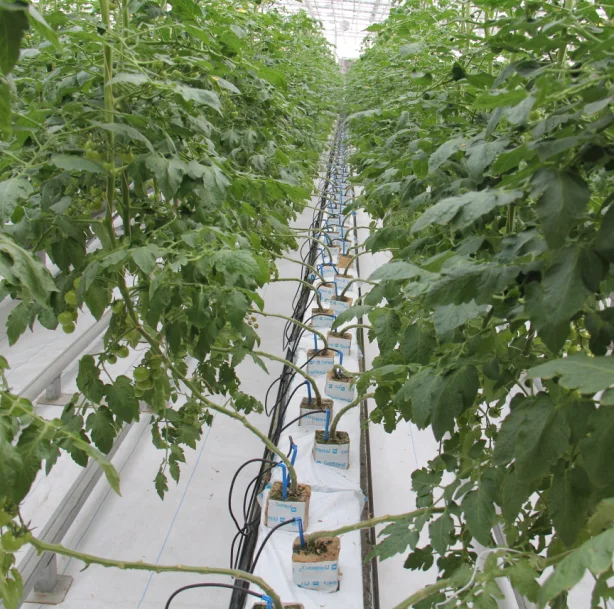 Hydroponics System for Greenhouses