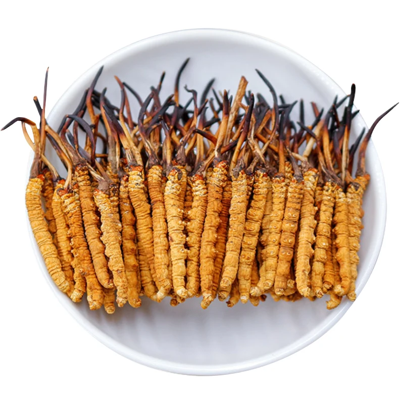 Wholesale Price Cordycepin Longrich Products Bulk Dried  Mushroom Cordyceps Mycelium Fungus Whole Cordyceps Sinensis Militaris