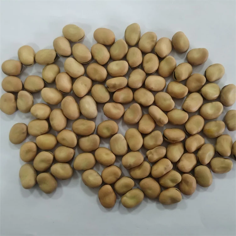 
High Quality Broad Bean Dried Fava Bean For Sale 