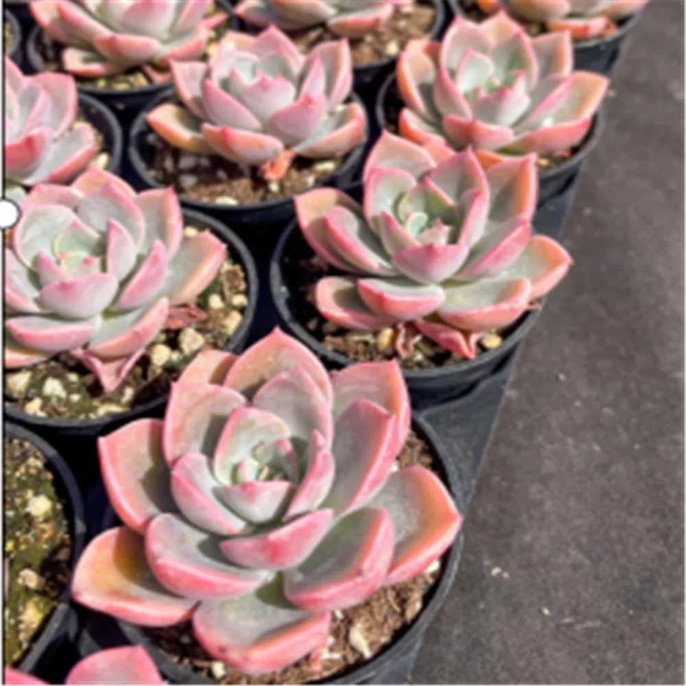 wm77 Echeveria Little Fairy  Live plant Succulent Natural plant gardening Floral bonsai  Woody Plant