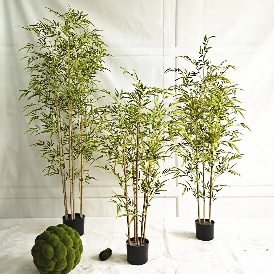 Factory Sale Plants Bamboo Transitional Lucky Bamboo Plant Bonsai Bamboo Fence