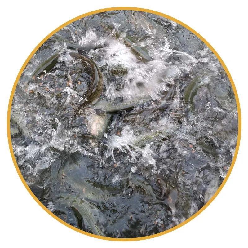 Wholesale best price salmon fish feed fish farm feed