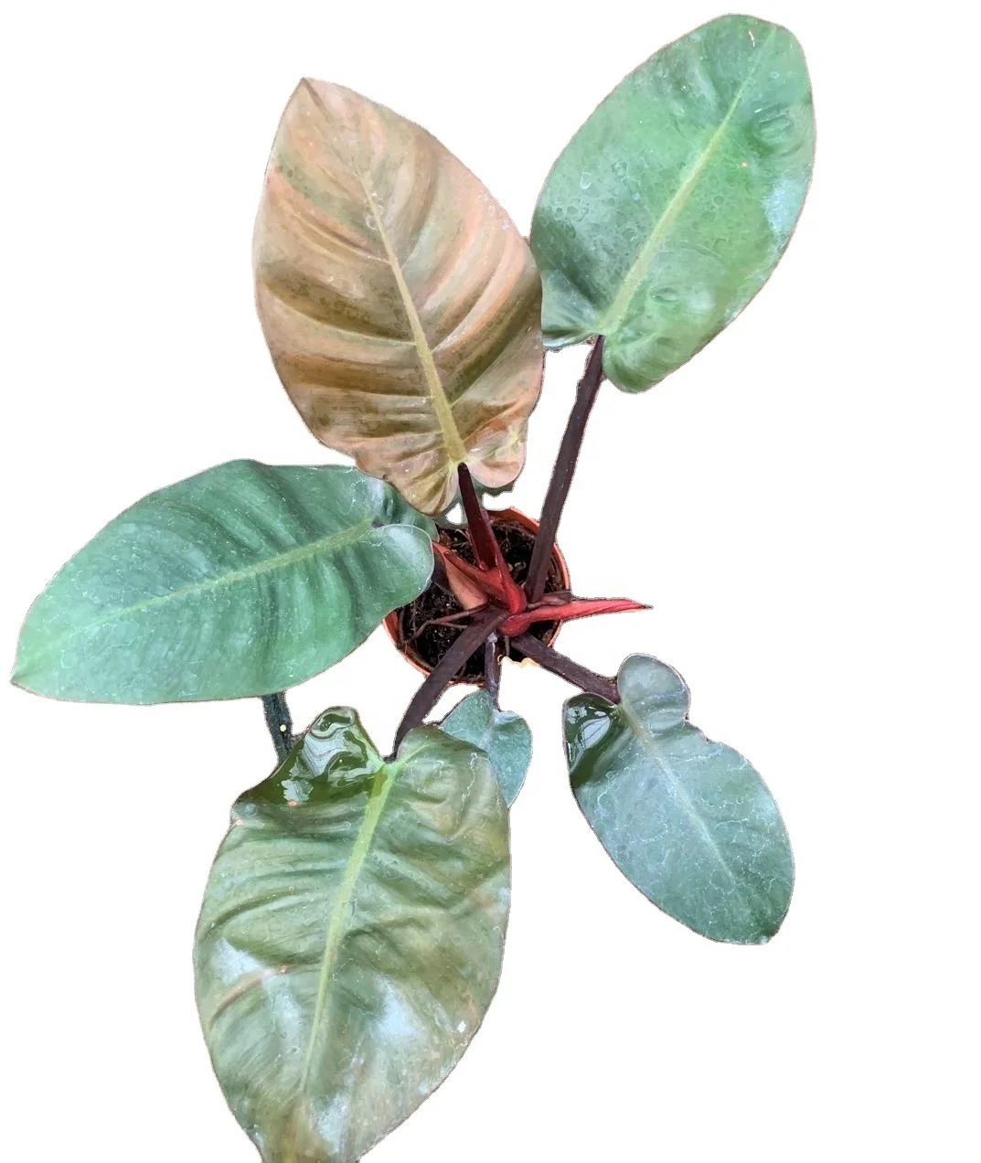 Оптом Популярные ins красивые Philodendron черные алмазные декоративные живые настоящие растения бонсай Листва завод