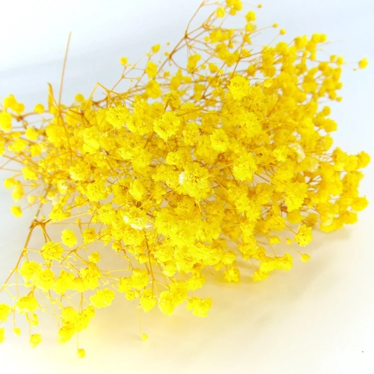 Factory  preserved gypsophila preserved flower bouquet preserved flowers and plants  dried lavender flowers