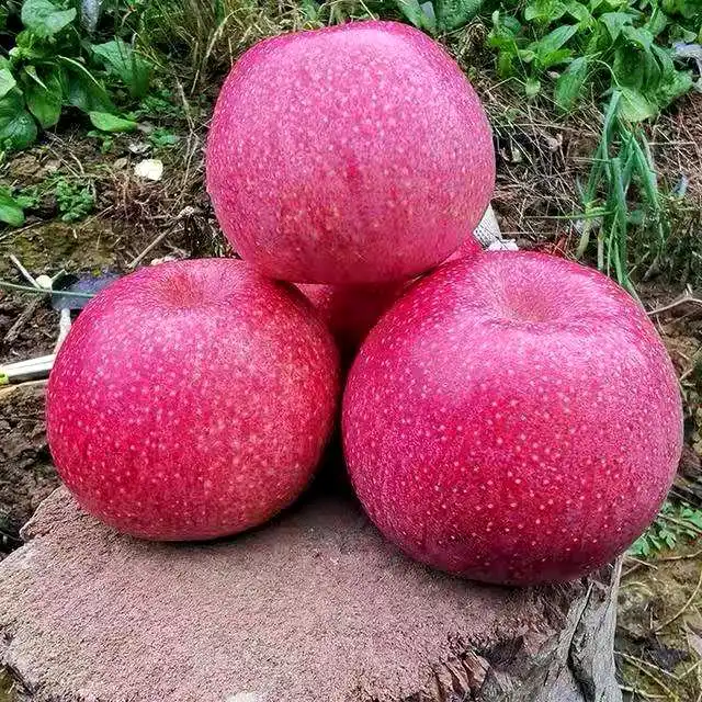 
 2020 новый урожай Qinguan яблоко свежее яблоко от китайского поставщика  