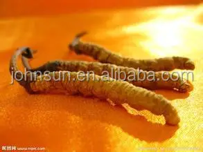 Supply High Quality Nature Cordyceps Sinensis Extract Powder Dried Cordyceps Sinensis