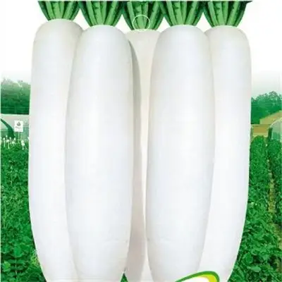 
2020 high quality rhizome vegetables seed white radish ternip seeds for sale 