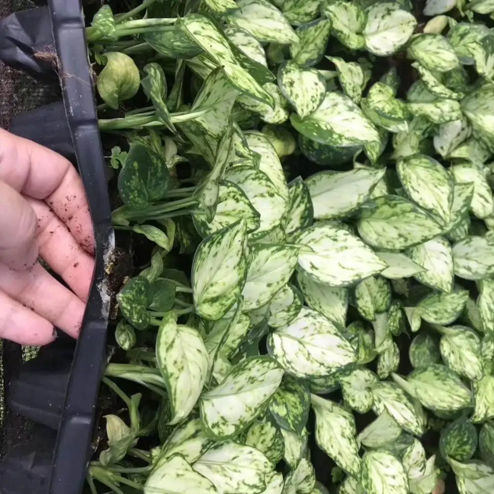 Тканевая культура саженцы растения саженцы Баи Руи