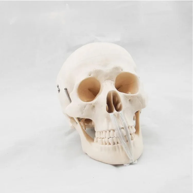 TZ Education Medical Science Medical Anatomical Life-Size Human Skull Model skull 3d model
