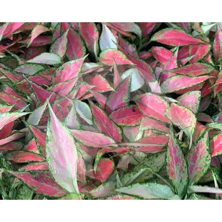 Производитель искусственных растений, горячая Распродажа, рассады Красного аглаонемы