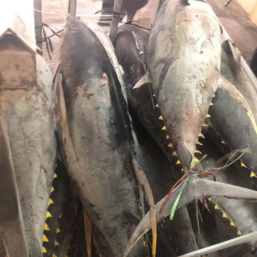 Frozen yellowfin tuna fresh whole round from Indonesia origin