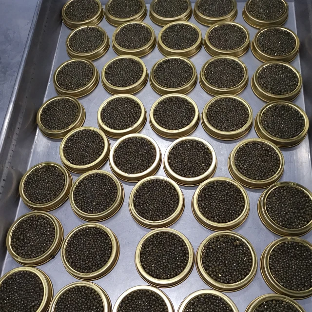 Ocietra, икра осетровых рыб высшего уровня, икра Калуги