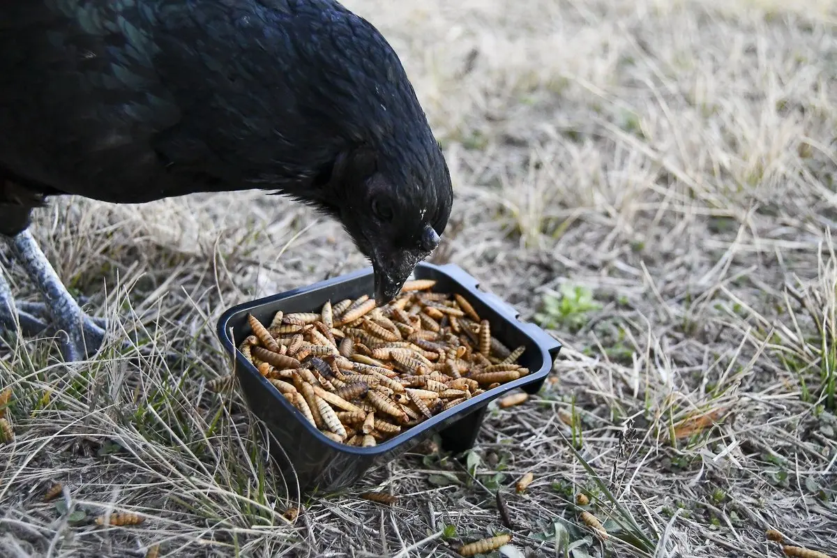 Coop Cups for Pet Parrot Parakeet Gamefowl Poultry Pigeon LMB-13