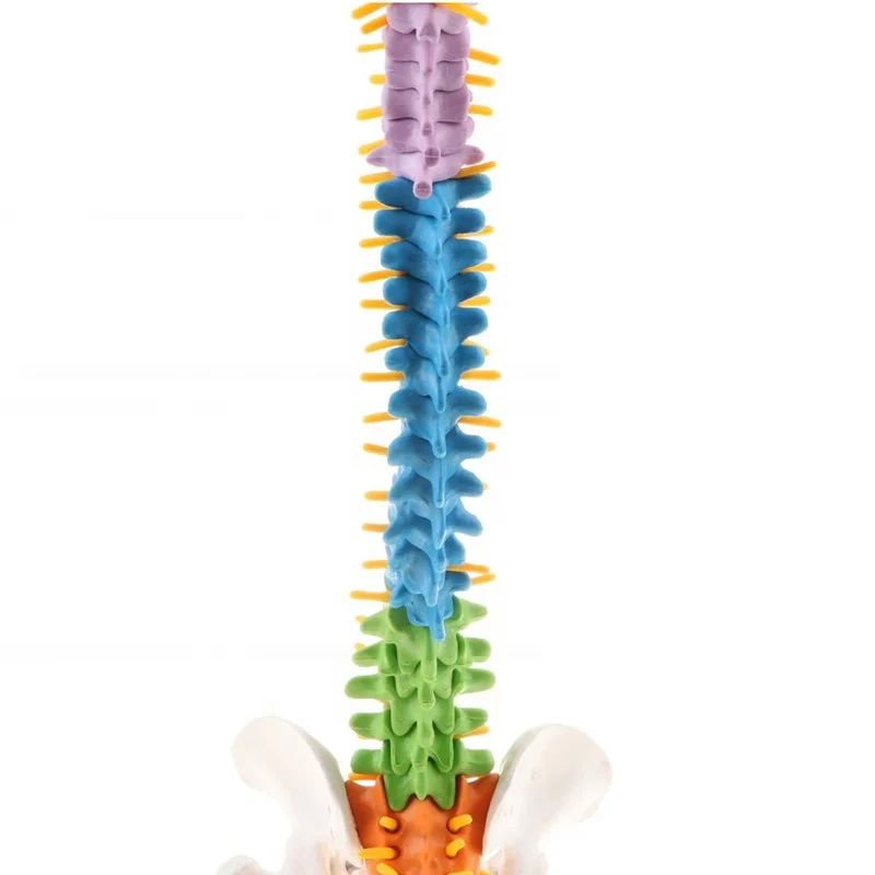 85cm Colored Medical Anatomical Super Flexible Spine Model YJ715