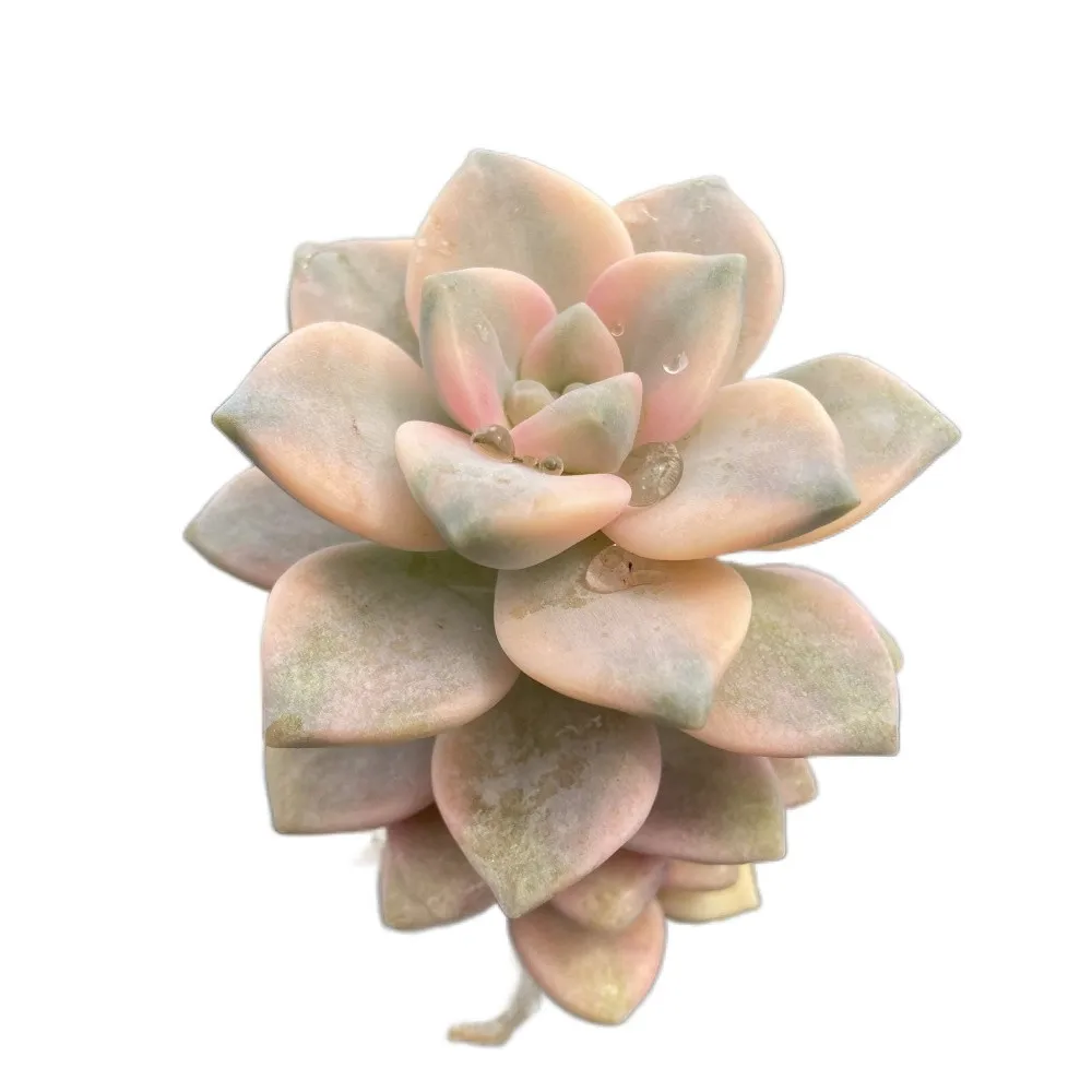 
Factory Direct Sales About6cm Yellow White Living Plants Succulent Plants Live Natural Fresh for Ornamental Bonsai Plants 