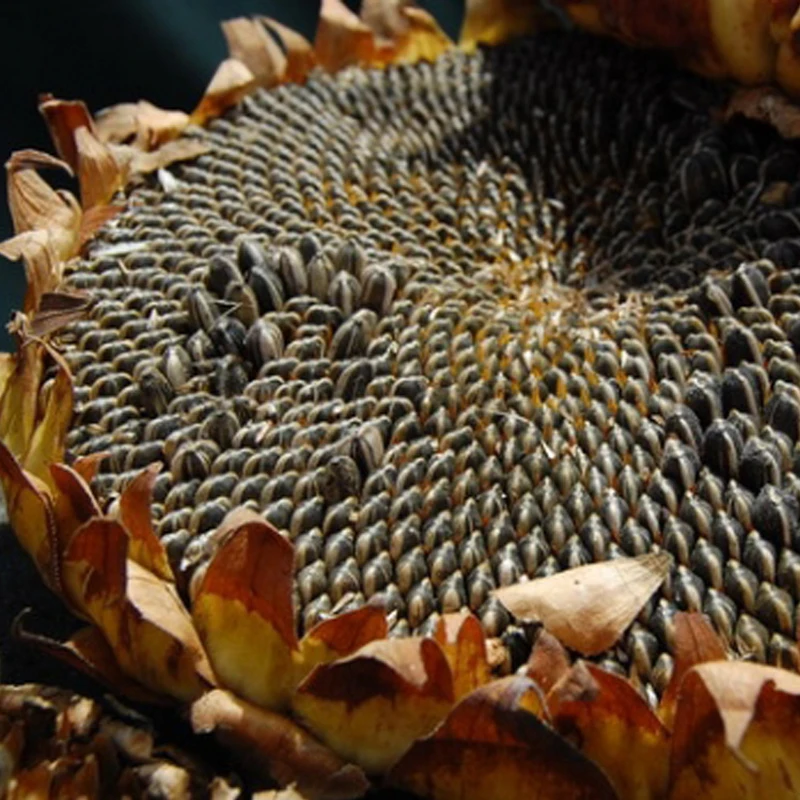 Chinese Hot sell sunflower seeds black-striped sunflower seeds 363 361 601 5009 3638 high-quality