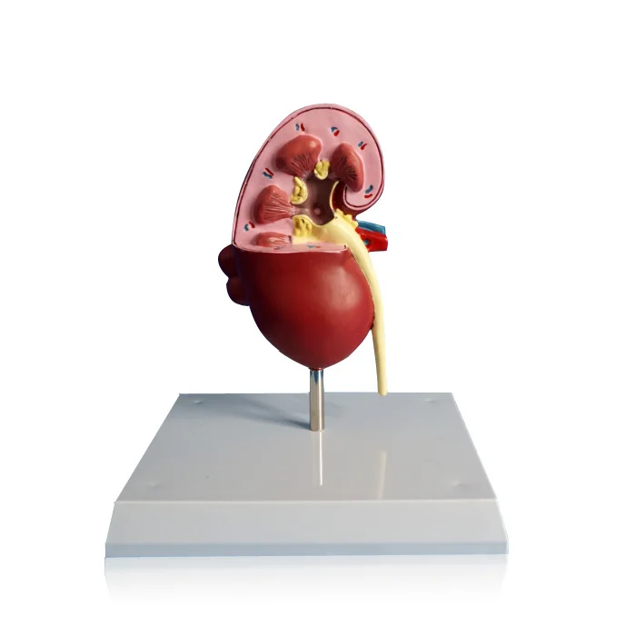 dog kidney model